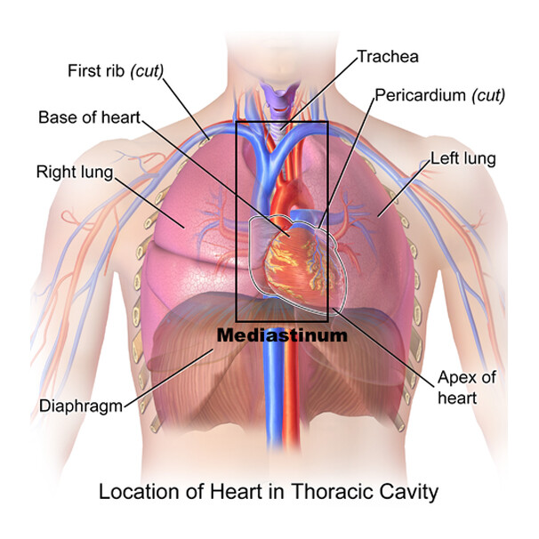 Anatomy of the lungs, mediastinum and heart at MDCT